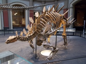 Naturkundemuseum