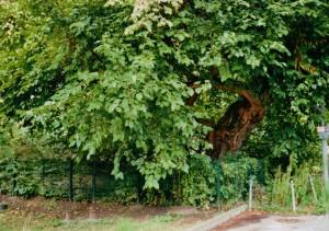 Maulbeerbaum aus dem 18. Jahrhundert