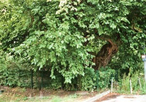 Stadtnavigator-Berlin ein alter Maulbeerbaum nahe der Friedrichstraße